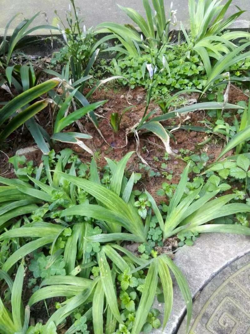 扁竹根莺尾扁竹叶一手货源货源稳定量大优惠欢迎电联