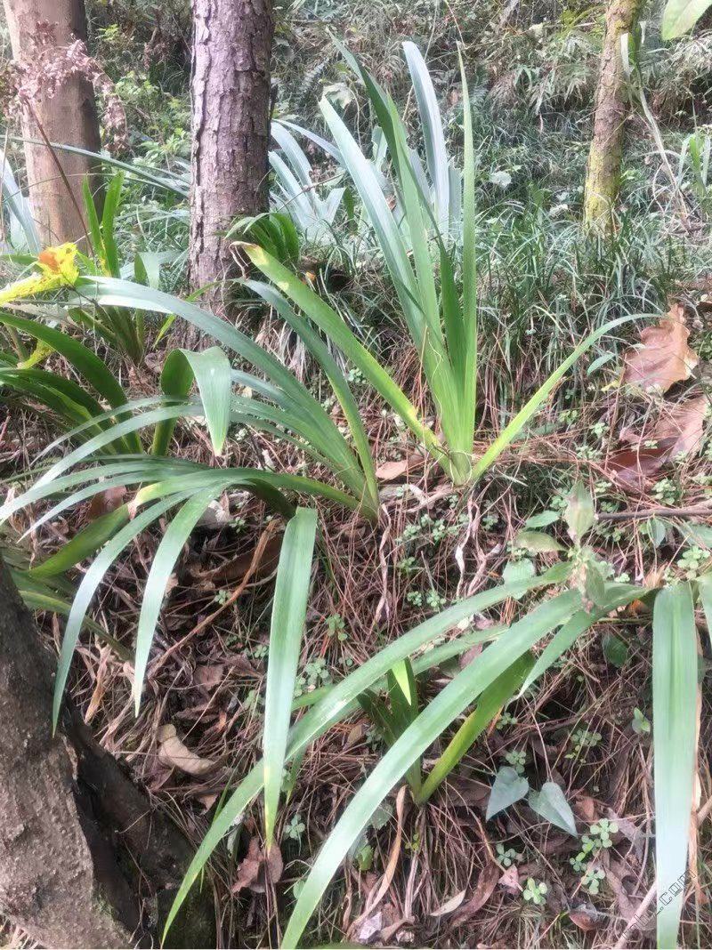扁竹根莺尾扁竹叶一手货源货源稳定量大优惠欢迎电联