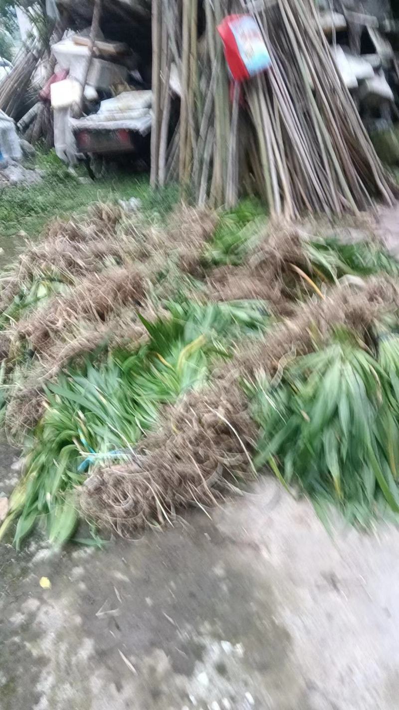 扁竹根莺尾扁竹叶一手货源货源稳定量大优惠欢迎电联