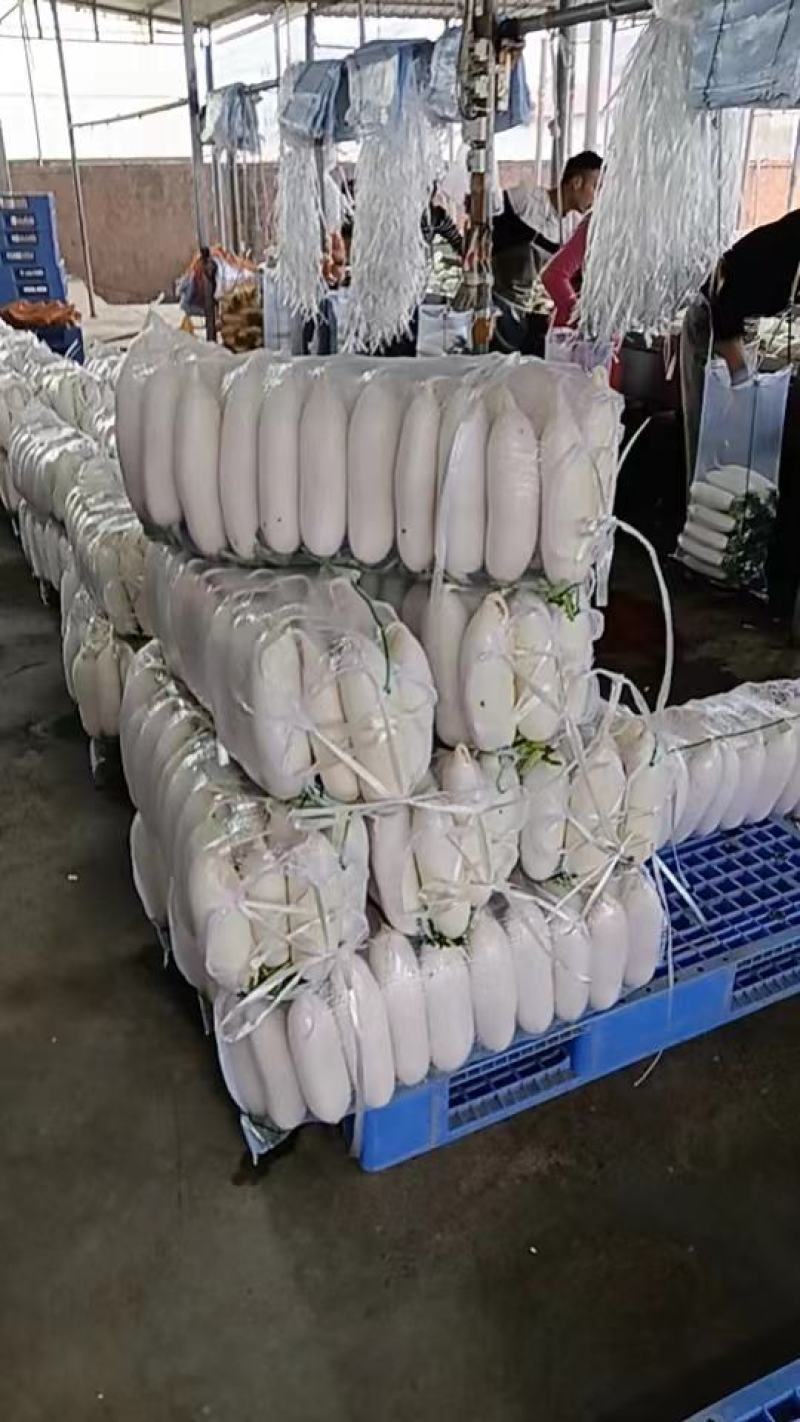 纯白大萝卜