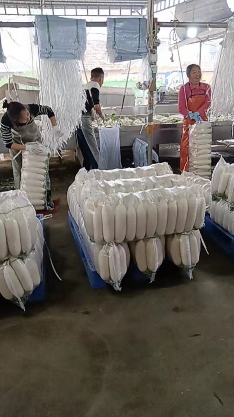 纯白大萝卜