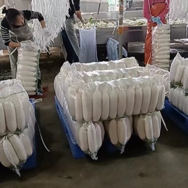 纯白大萝卜
