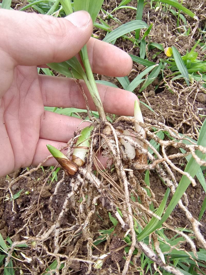 紫花三叉大白芨种苗紫花三叉小白芨种苗欢迎基地考察