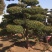 黄杨造型树，庭院别墅盆景