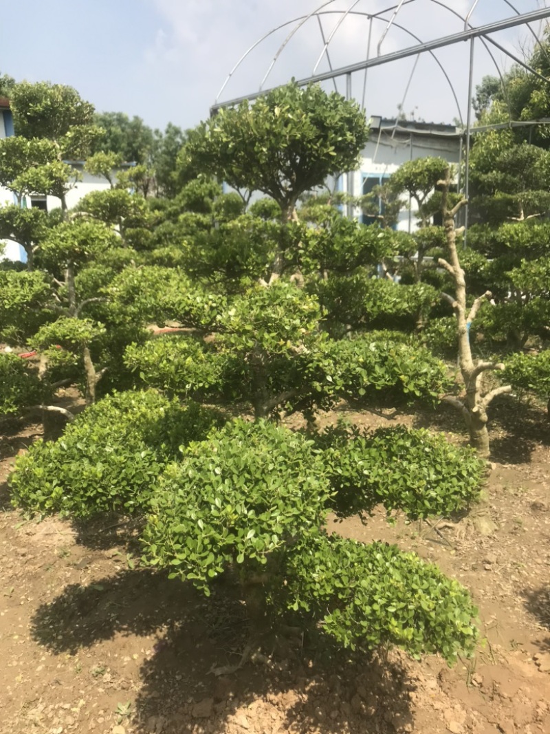 黄杨造型树，庭院别墅盆景