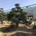 黄杨造型树，庭院别墅盆景