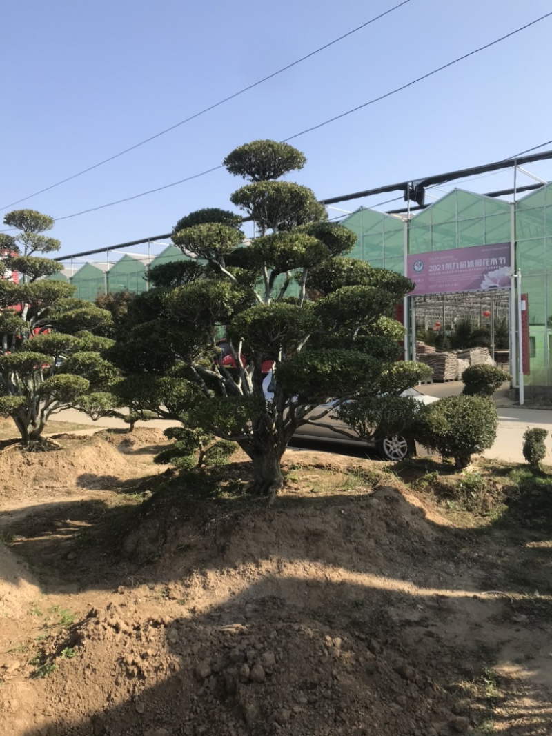 黄杨造型树，庭院别墅盆景