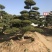 黄杨造型树，庭院别墅盆景