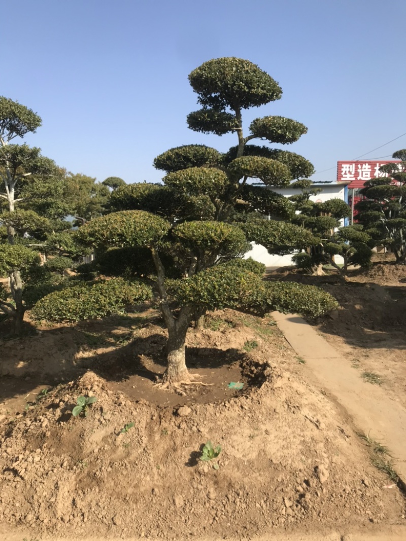 黄杨造型树，庭院别墅盆景