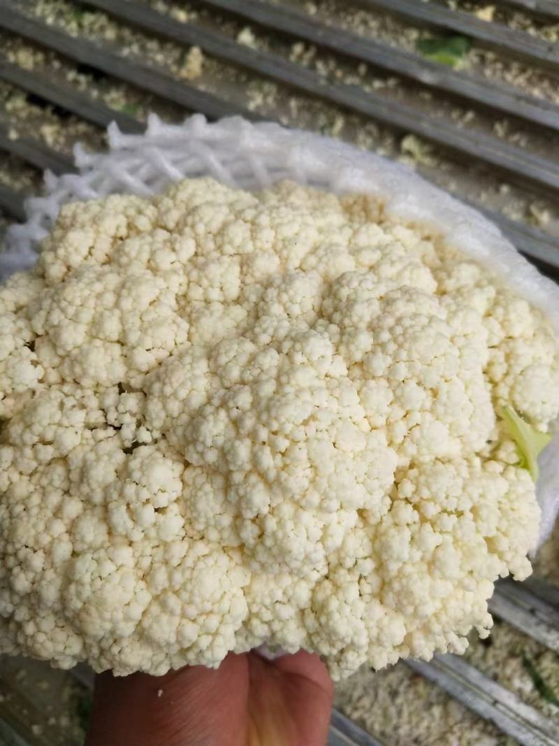 湖北天门精品有机花菜大量上市，视频看货。质量保证。