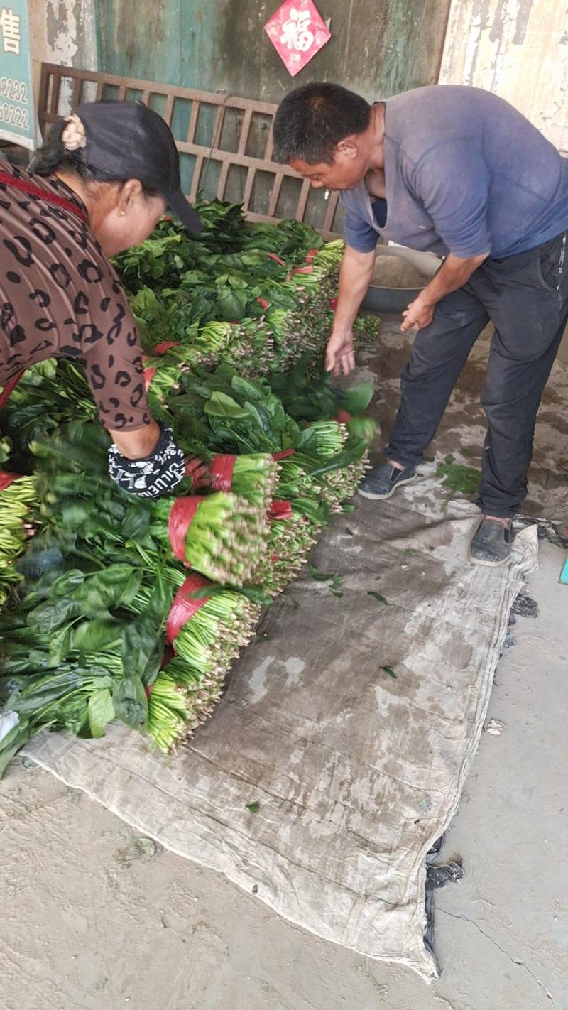 新鲜大叶菠菜大量供应可视频看货