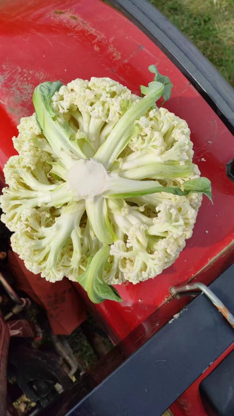 湖北天门精品有机花菜大量上市，视频看货。质量保证。
