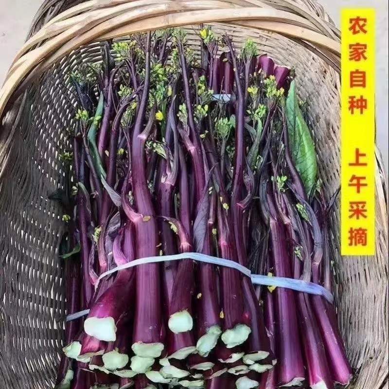 红菜苔湖北当阳红菜苔保质保量产地直发电商市场