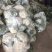 【精品】山东白花菜大量供应对接各种市场欢迎咨询