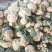【精品】山东白花菜大量供应对接各种市场欢迎咨询
