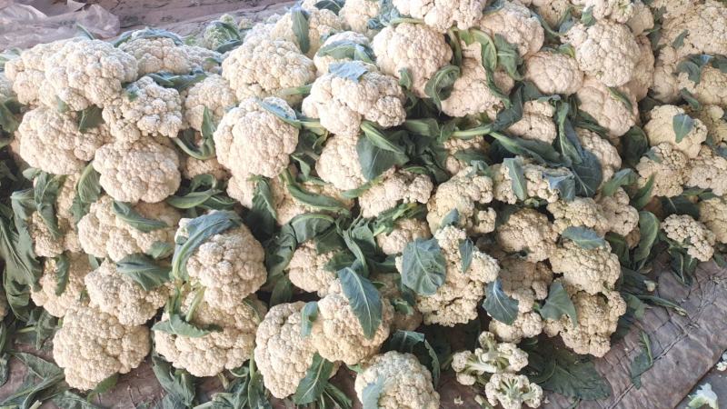 【精品】山东白花菜大量供应对接各种市场欢迎咨询