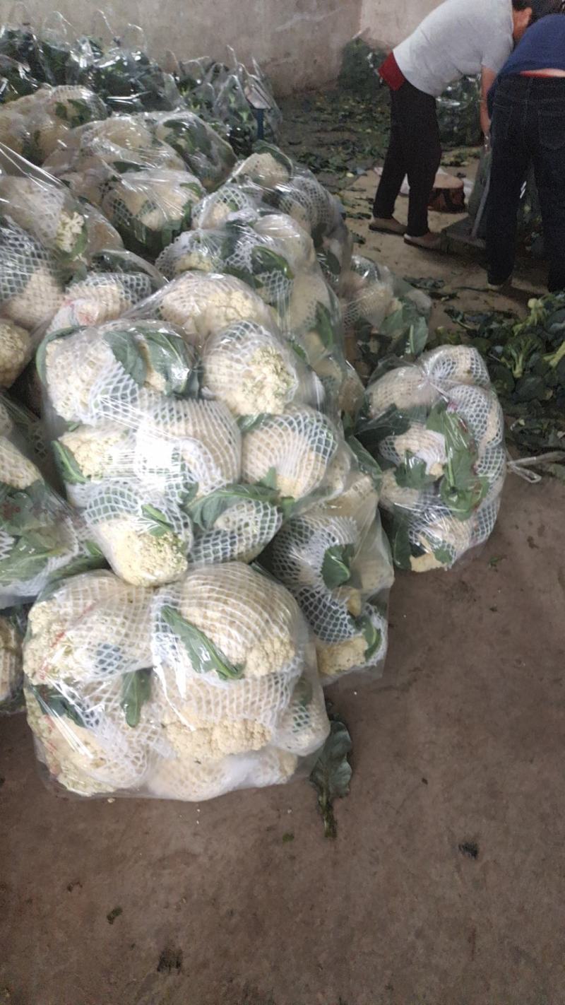 【精品】山东白花菜大量供应对接各种市场欢迎咨询