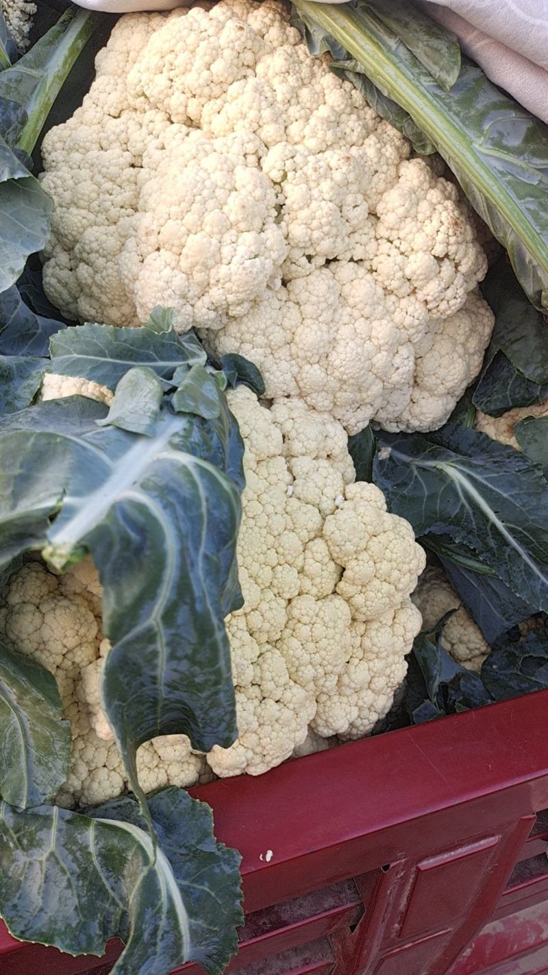 【精品】山东白花菜大量供应对接各种市场欢迎咨询