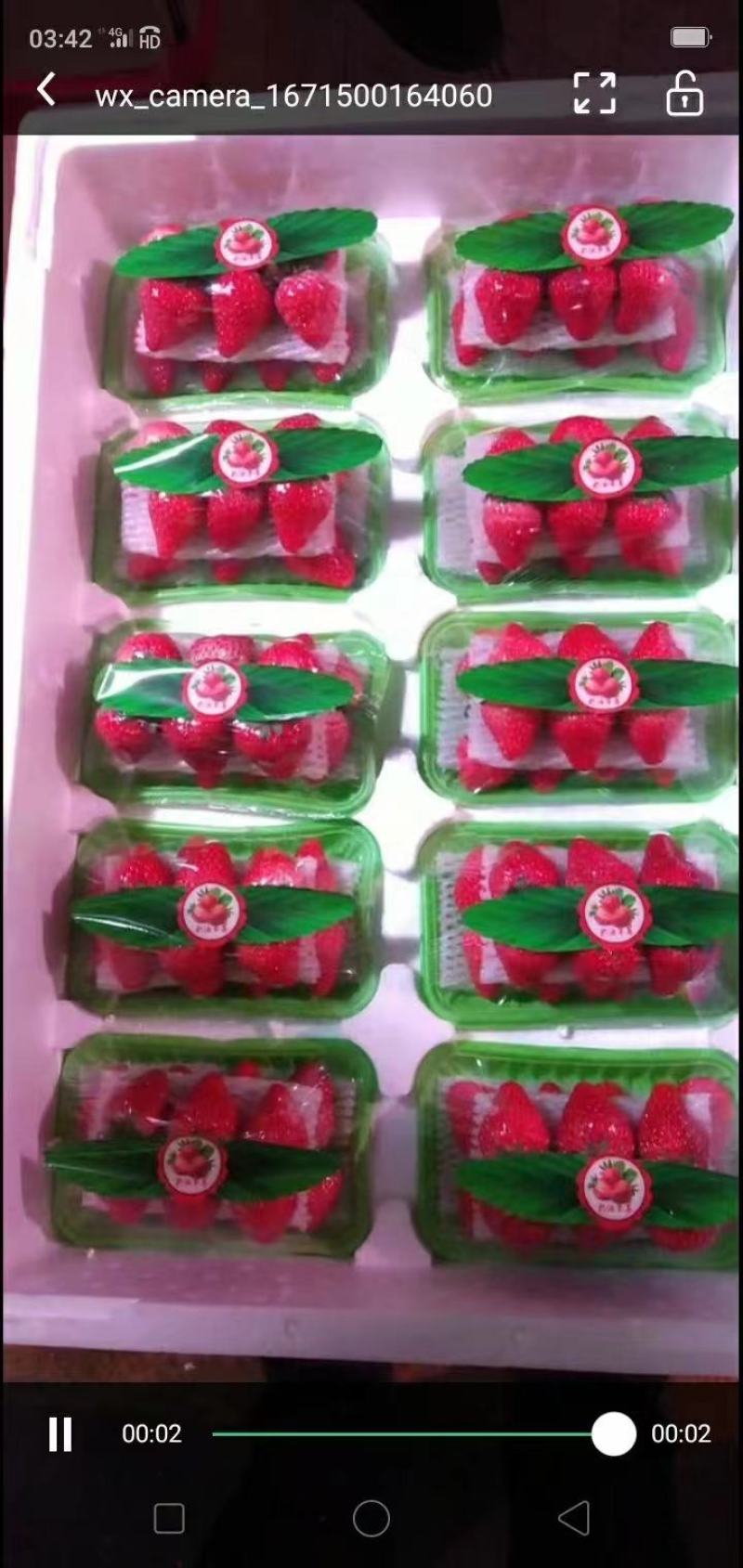 万亩奶油草莓基地！