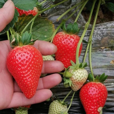 【草莓】河北正宗宁玉草莓京臧香大量上市现摘现发欢迎咨询