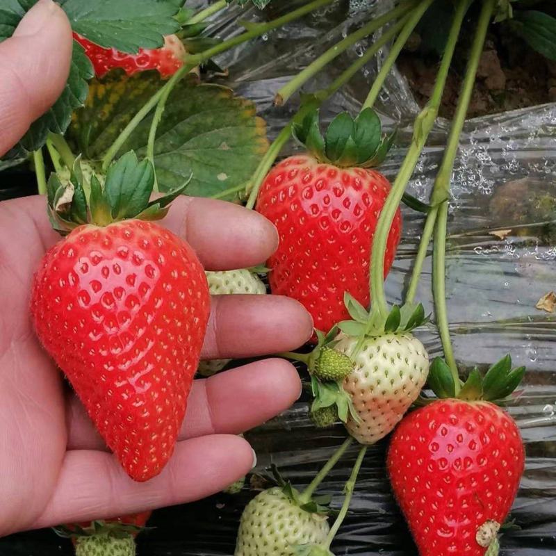 【草莓】河北正宗宁玉草莓京臧香大量上市现摘现发欢迎咨询