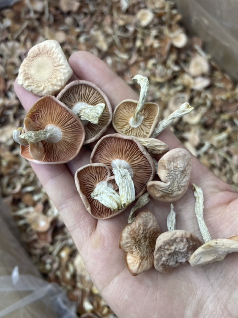 果味菌剪脚去泥果味菌