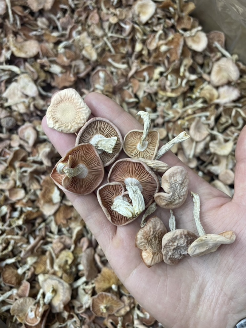 果味菌剪脚去泥果味菌
