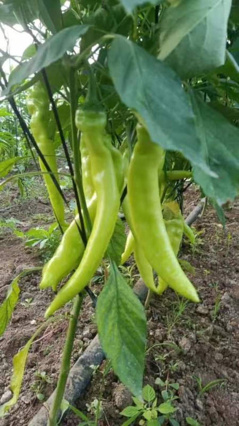 精品黄皮辣椒，青黄皮辣椒，价格合理，产地直供