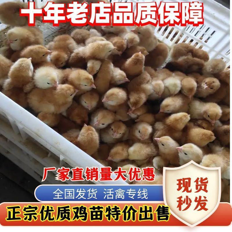 小鸡批发正宗鸡苗黑脚青脚麻鸡三黄鸡土鸡五黑鸡九斤红母鸡公