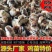 小鸡批发正宗鸡苗黑脚青脚麻鸡三黄鸡土鸡五黑鸡九斤红母鸡公