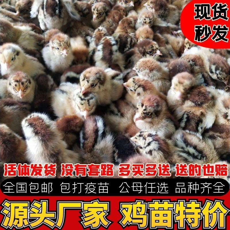 小鸡批发正宗鸡苗黑脚青脚麻鸡三黄鸡土鸡五黑鸡九斤红母鸡公