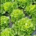 万亩精品意大利生菜大量上市四川基地直供量大优惠