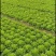 万亩精品意大利生菜大量上市四川基地直供量大优惠