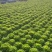 万亩精品意大利生菜大量上市四川基地直供量大优惠