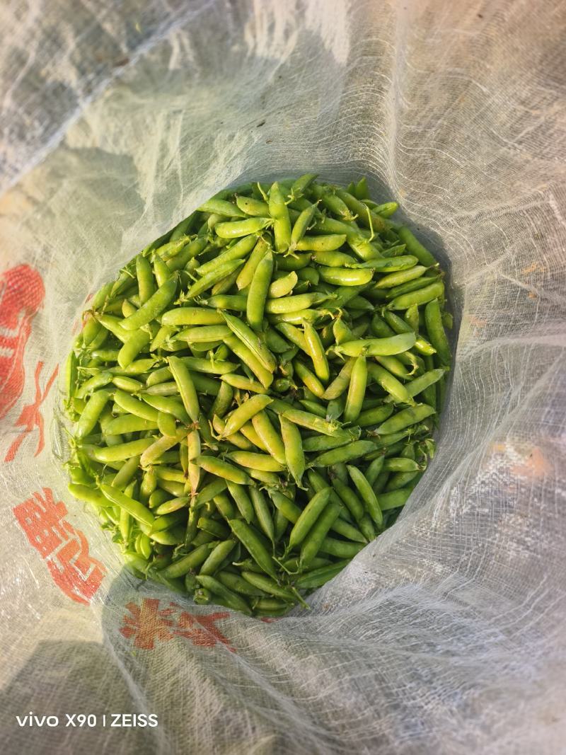 豌豆，小豆，豌豆荚，甜豆基地直发，一手货源，量大从优