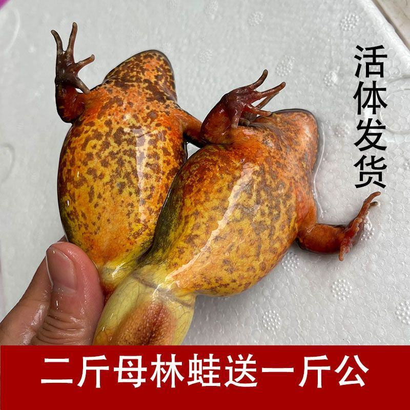 林蛙母豹子鲜活林蛙母豹子产地直发货源充足