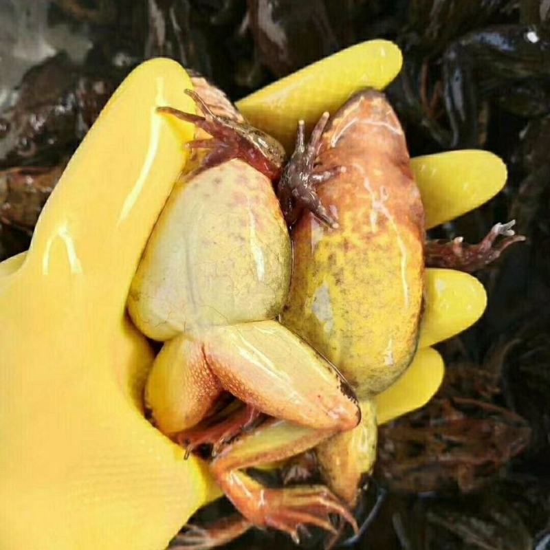 林蛙母豹子鲜活林蛙母豹子产地直发货源充足