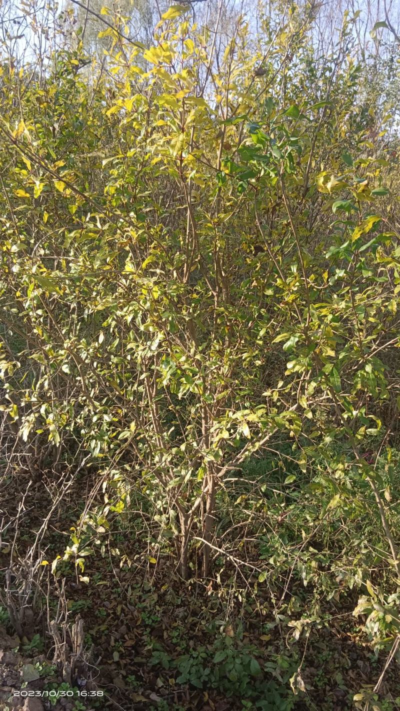 石榴树丛生石榴树