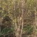 石榴树丛生石榴树