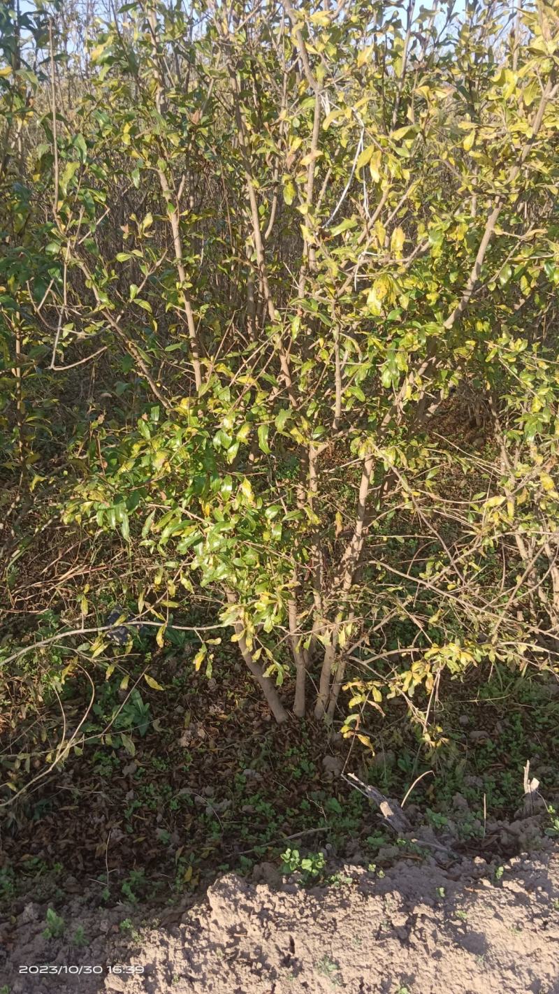 石榴树丛生石榴树