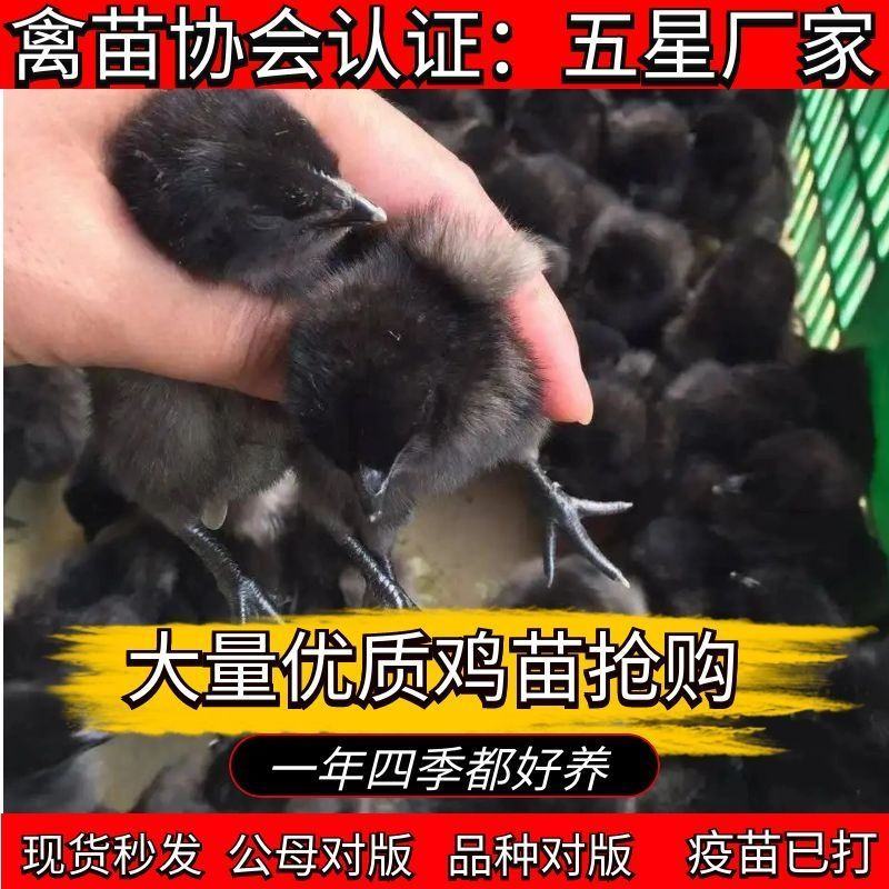 鸡苗批发小鸡活鸡仔五黑鸡黑土鸡大种肉鸡活鸡土鸡青脚麻鸡母