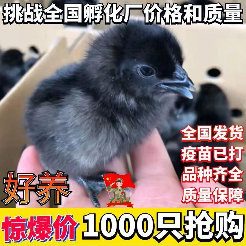 鸡苗批发小鸡活鸡仔五黑鸡黑土鸡大种肉鸡活鸡土鸡青脚麻鸡母