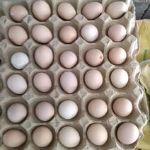 土鸡蛋批发营养全国发货质量保证营养健康！！