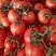 西红柿大量上市货源充足质量保证