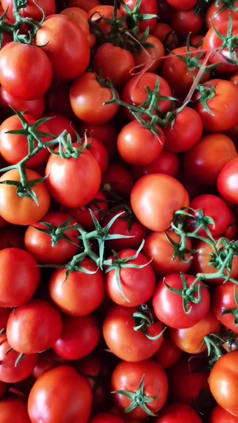 西红柿大量上市货源充足质量保证