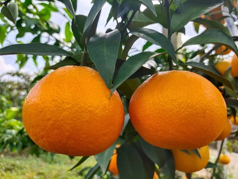【果冻橙】爱媛橙精品四川直发新鲜采摘量大从优电联优惠