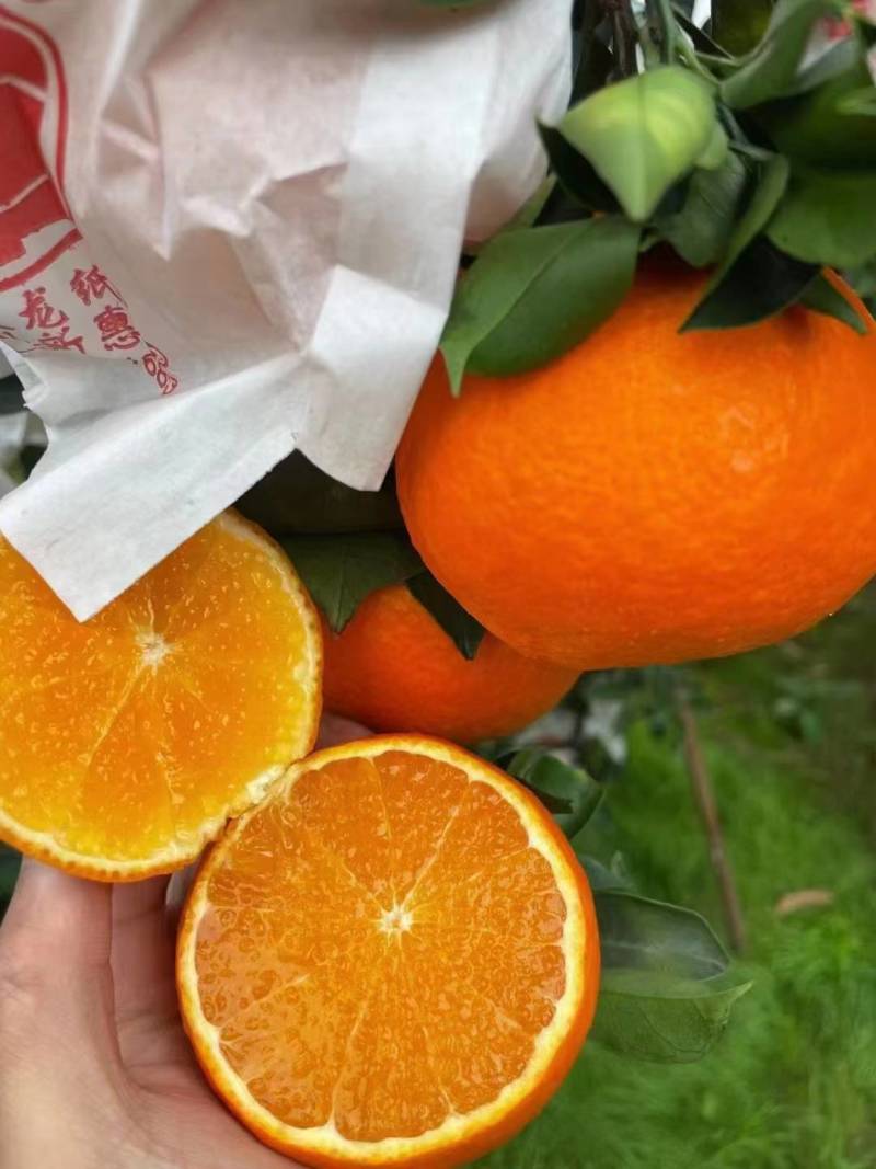 【果冻橙】爱媛橙精品四川直发新鲜采摘量大从优电联优惠