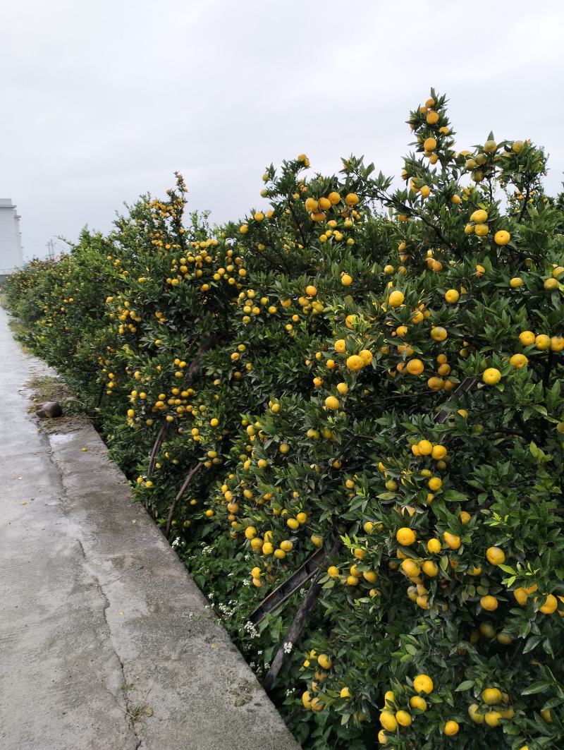 【推荐】高山蜜橘，大量上市中，有需要的老板欢迎前来实地采