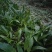 贵州毛茨菇种苗一年苗野生品种成活率高，包邮