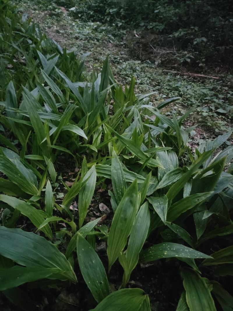 贵州毛茨菇种苗一年苗野生品种成活率高，包邮